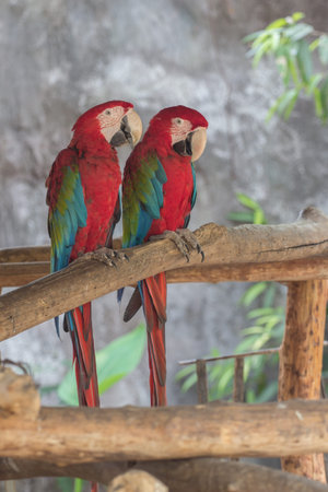 Scarlet macaw parrots on the branches in the zooの写真素材