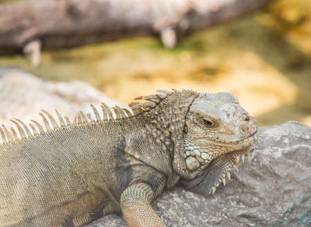 iguana Perched on a rock in the night zooの写真素材