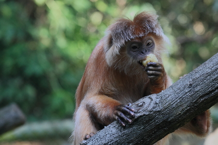 Golden Javan lutungの写真素材