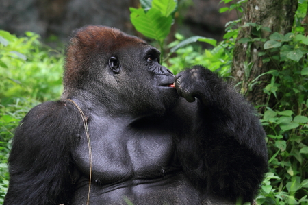 close up gorillaの写真素材