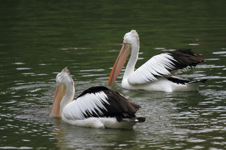 Two pelicans swimming in the lakeの写真素材