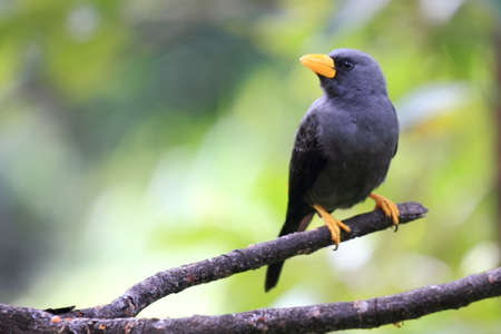 close up sturnidae, animal wildlife photographyの写真素材