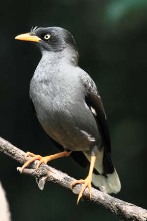 close up sturnidae, animal wildlife photographyの写真素材