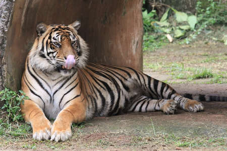 tiger, animal woldlife photographyの写真素材