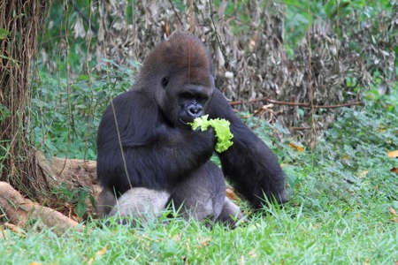 silverback gorilla, animal wildlife photographyの写真素材