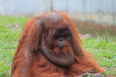orang utan, animal wildlife photographyの写真素材