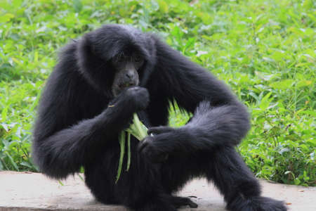 siamang, gibbon animal wildlife photographyの写真素材