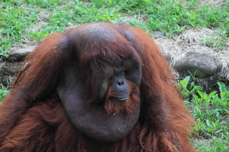 orang utan, animal wildlife photographyの写真素材