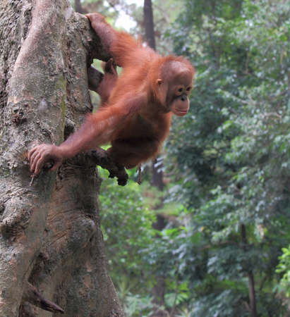 orang utan, animal wildlife photographyの写真素材