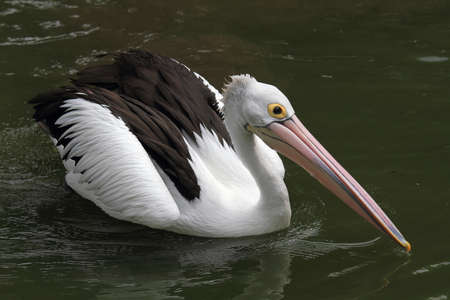 Pelican swimming on pondの写真素材
