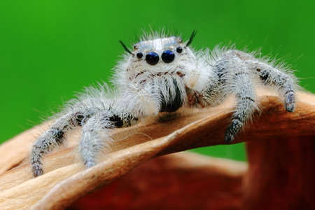 Close up spider on leafの写真素材