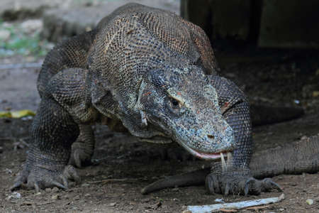 Varanus komodoensis, komodo dragon on fieldの写真素材