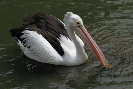Pelican swimming on pondの写真素材