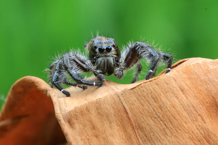 Close up spider on leaf