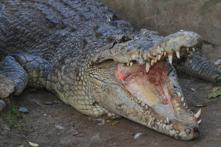Close up opened crocodile mouth