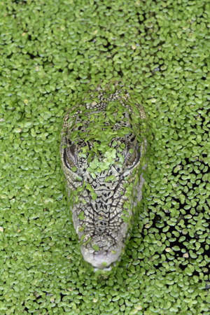 Crocodile in the waterの写真素材