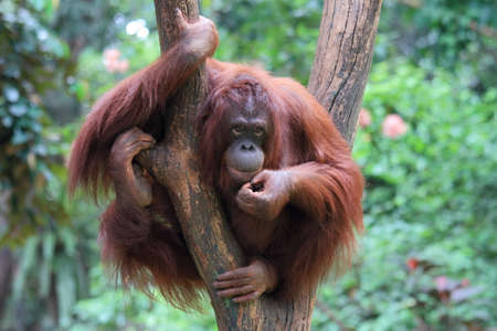 Orang utan in the zoo. Animal wildlife photographyの写真素材