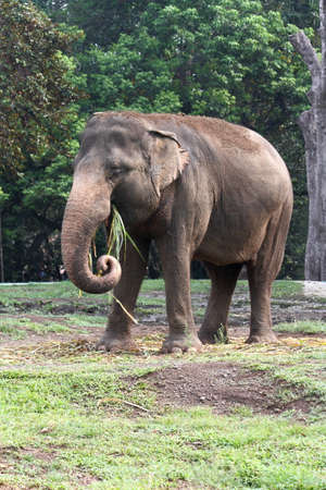 Elephant in the zooの写真素材