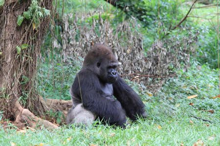 Silverback gorilla , animal wildlife photographyの写真素材