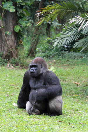 Silverback gorilla , animal wildlife photographyの写真素材