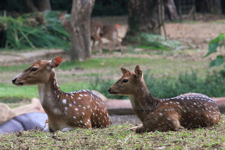 Deer sitting on fieldの写真素材