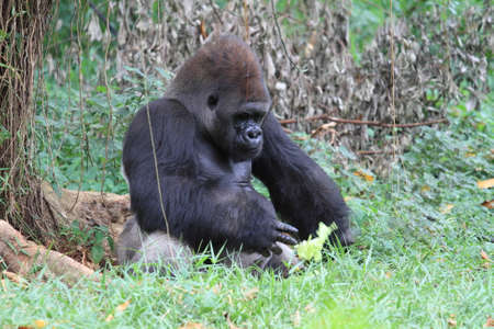 Silverback gorilla , animal wildlife photographyの写真素材