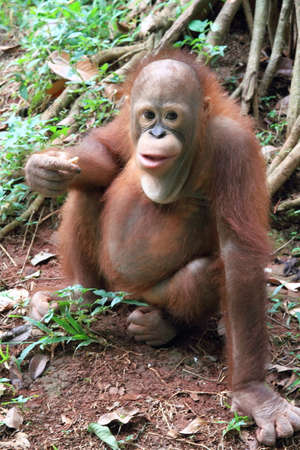 Orang utan in the zoo. Animal wildlife photographyの写真素材