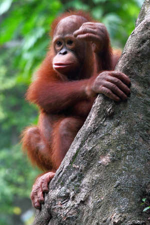 Orang utan in the zoo. Animal wildlife photographyの写真素材