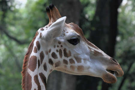 Close up girrafe in the zooの写真素材