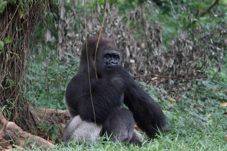 Silverback gorilla , animal wildlife photographyの写真素材