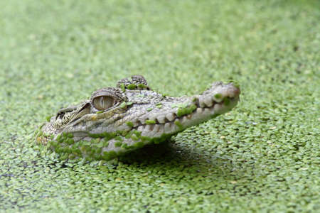 Crocodile in the waterの写真素材