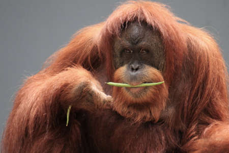 Orang utan in the zoo. Animal wildlife photographyの写真素材