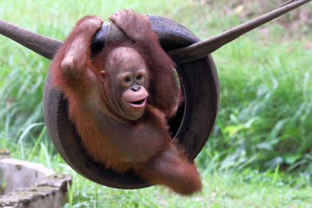 Orang utan in the zoo. Animal wildlife photographyの写真素材