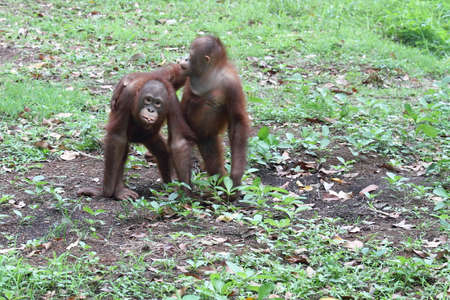 Orang utan in the zoo. Animal wildlife photographyの写真素材