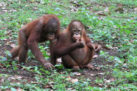 Orang utan in the zoo. Animal wildlife photographyの写真素材