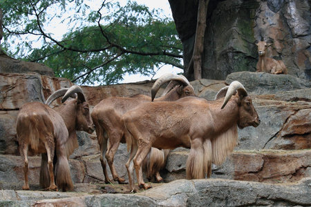 Group of mountain goat on rock