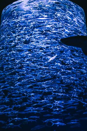 Many fish in the aquariumの写真素材