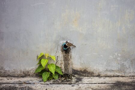 Sparrows with trees on the roadsideの写真素材