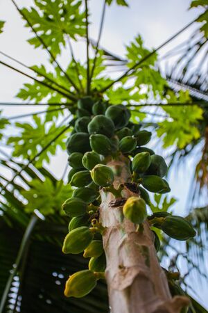 Many papaya fruitの写真素材
