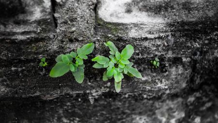 Trees grow out of bricks.の写真素材