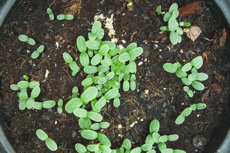 Seedling are rising from the ground.の写真素材