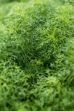 A green tree like grass that is planted.の写真素材