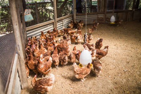 Nakorn Nayok,Thailand,November 24 2019.Many chickens are waiting for people to feed at Farm de lek.のeditorial素材