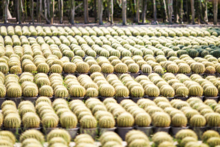 The cactus is planted beautifully arranged together.の写真素材