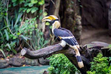 Bangkok, Thailand, November 20 2015.The hornbills are a family of bird found in Tropical and subtropical Africa and Melanesia.のeditorial素材
