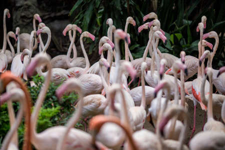 Bangkok, Thailand, November 20 2015.Flamingos are grouped together in this Safari zoo.のeditorial素材
