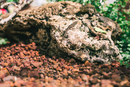 This skink was on a big rock.の写真素材