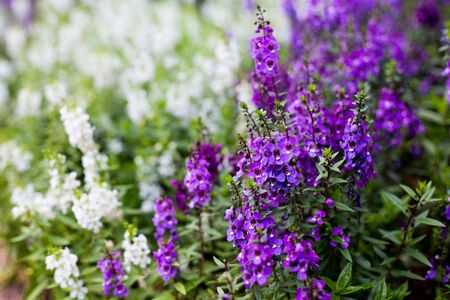 The fern leaf lavender is planted together with other plants.の写真素材