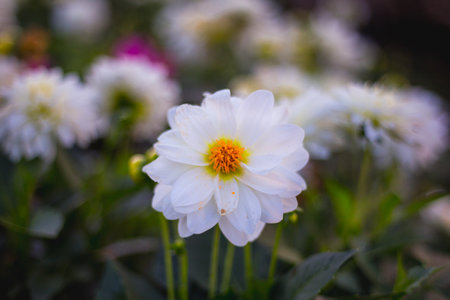 White hibiscus flowers in the morning.の写真素材