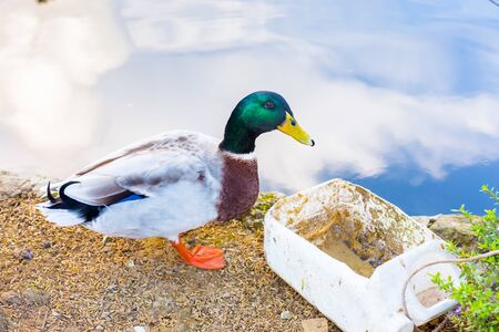 This mallard duck by the pond is about to eat.の写真素材